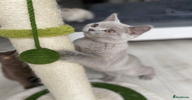 British Shorthair cats - Advert 7