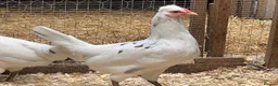 Chickens poultry for sale: Leghorn cross Araucana Blue Egg Layers For Sale - Advert 4