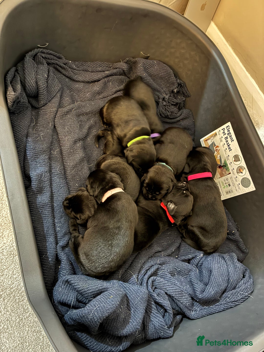 Labrador Retriever dogs for sale: KC RegisteredLabrador Puppies – Ready from 14/02 - Advert 3