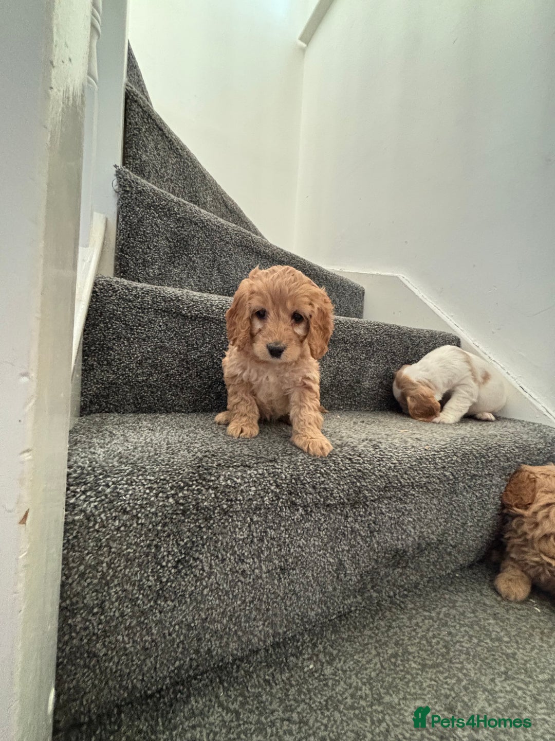 Maltipoo dogs for sale: Toy maltipoo puppies - Advert 6