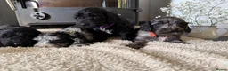 Cockapoo dogs for sale: Health tested F1 Cockapoos  - Advert 18