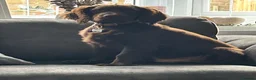 Cocker Spaniel dogs for sale: MeetMilo  - Advert 18