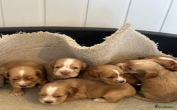 Cocker Spaniel dogs for sale: Kc cocker spaniels  - Image 3
