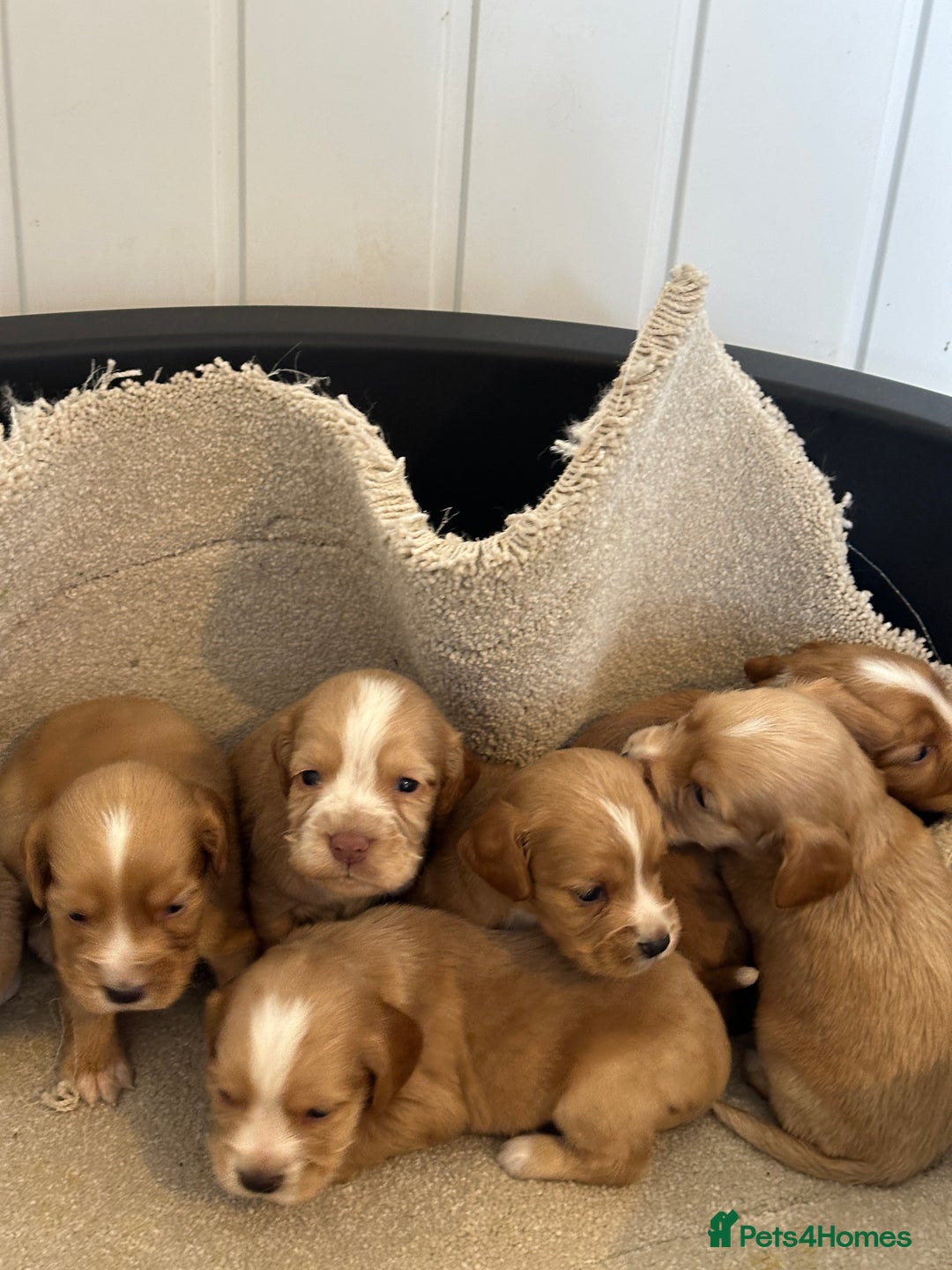 Cocker Spaniel dogs for sale: Kc cocker spaniels  - Image 3