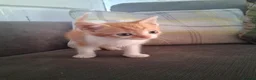 Mixed Breed cats for sale: 2 beautiful ginger and white kittens - Advert 17