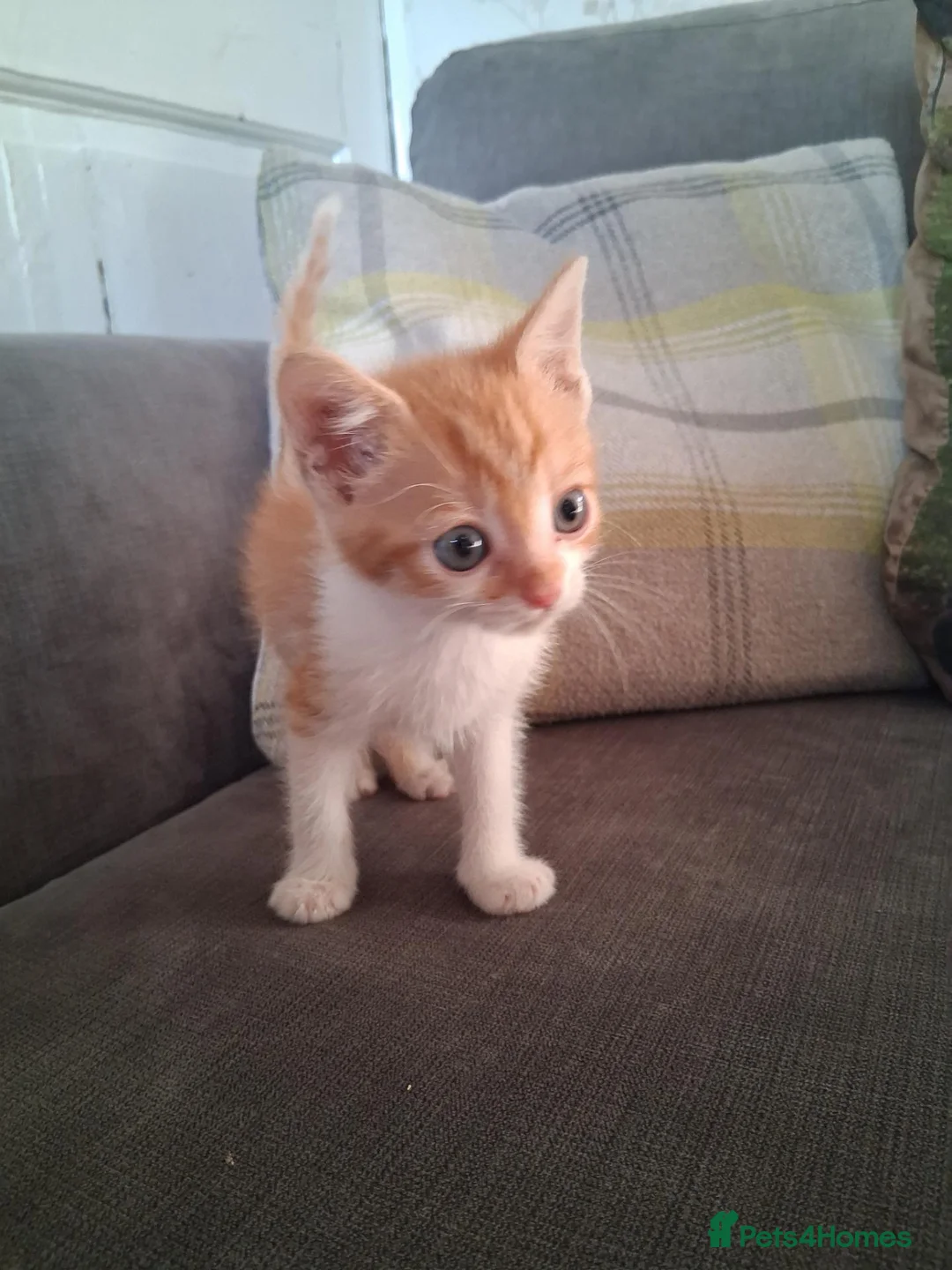Mixed Breed cats for sale: 2 beautiful ginger and white kittens - Advert 17