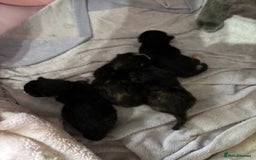 Russian Blue cats for sale: Russian blue cross kittens  - Image 4