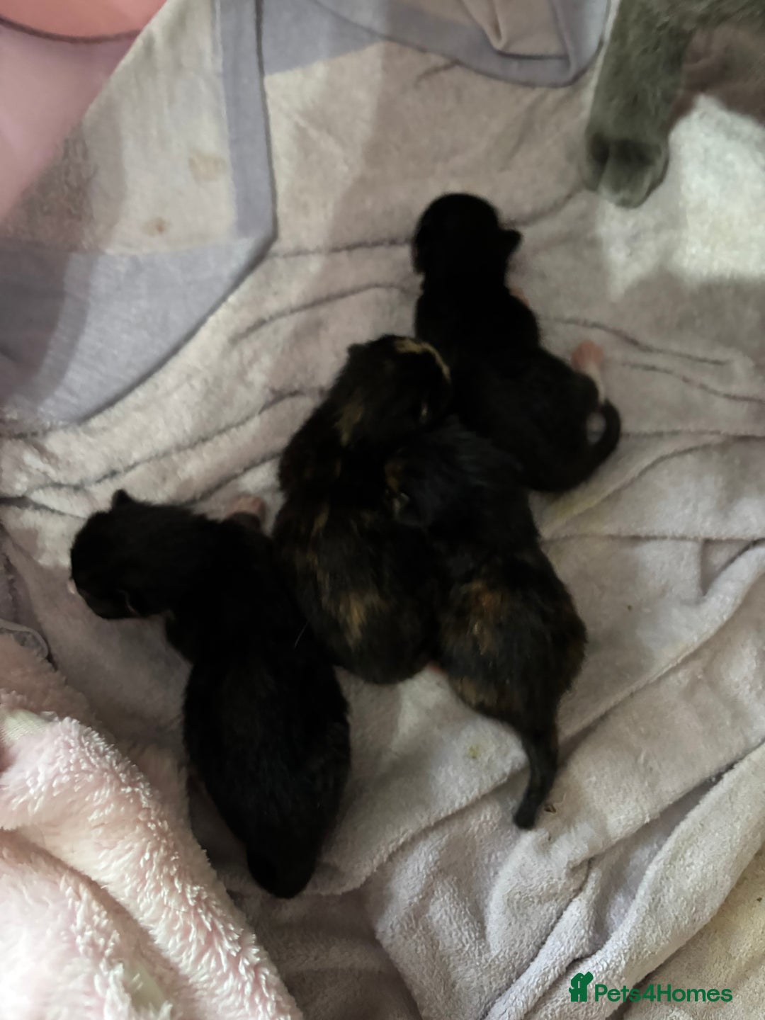 Russian Blue cats for sale: Russian blue cross kittens  - Image 4