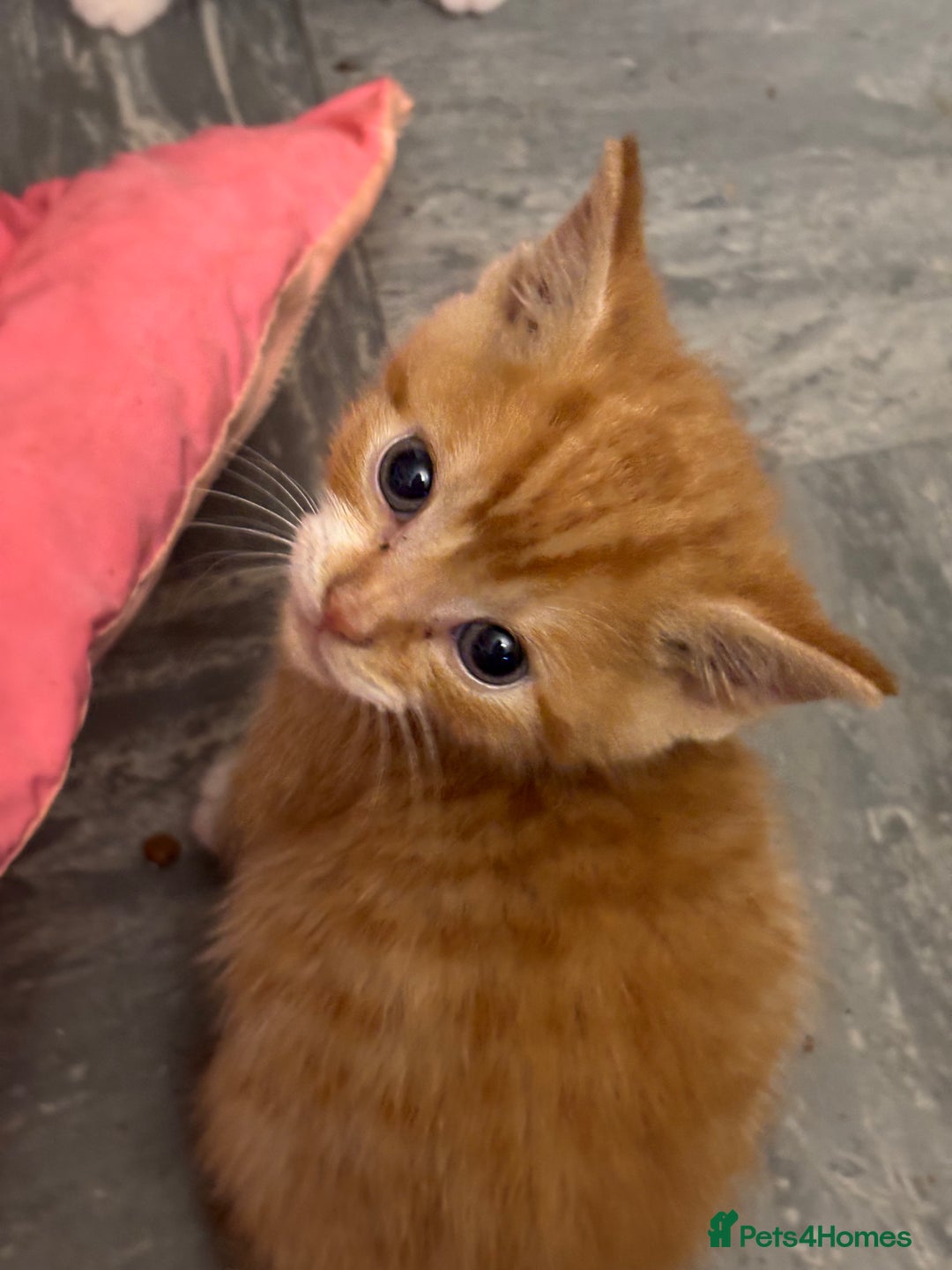 Mixed Breed cats for sale: Adorable Fluffy Kittens - Advert 9