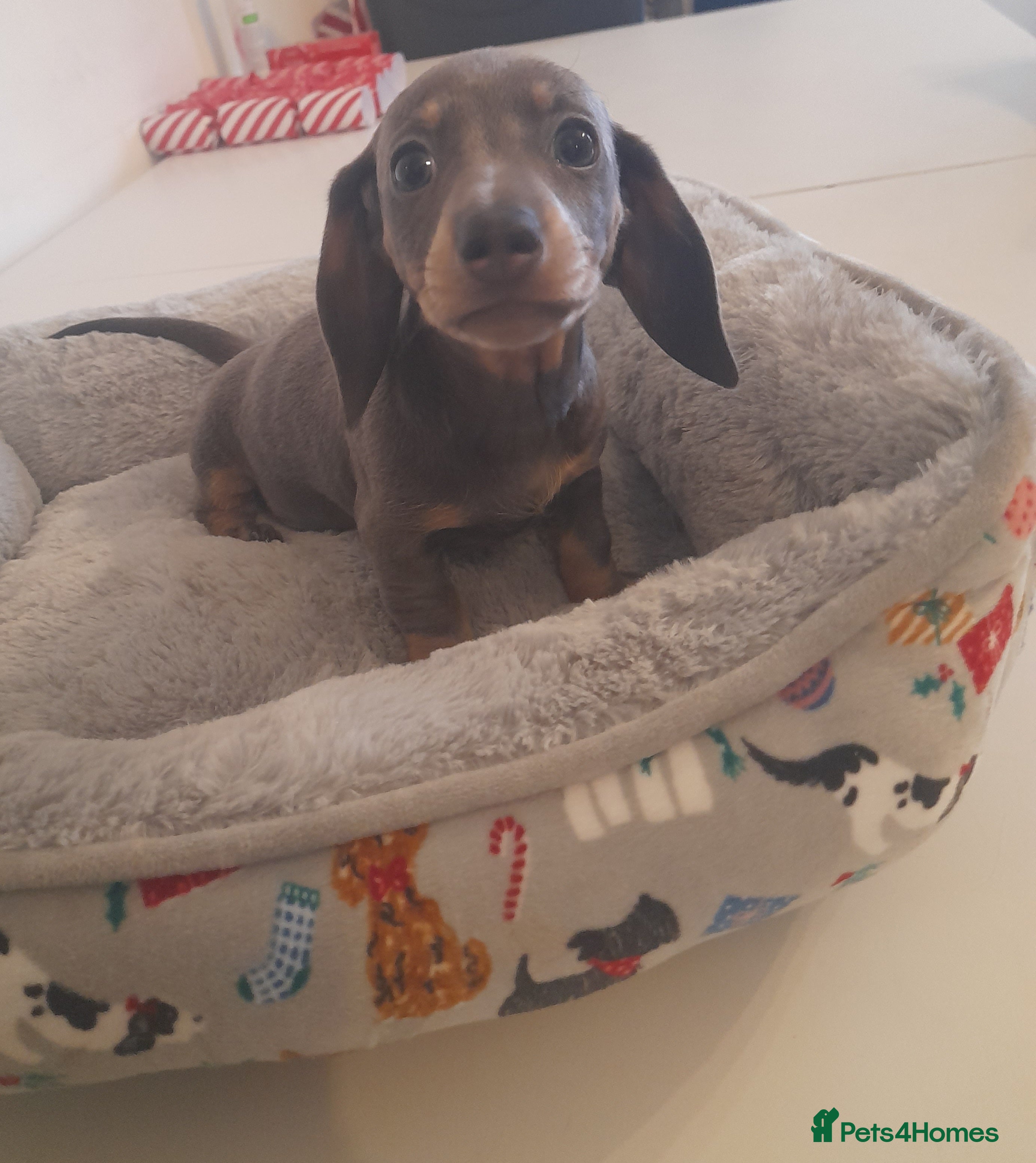 Miniature Dachshund dogs 1 girl Ready to leave today - Advert 15