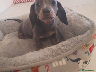 Miniature Dachshund dogs 1 girl Ready to leave today - Advert 15