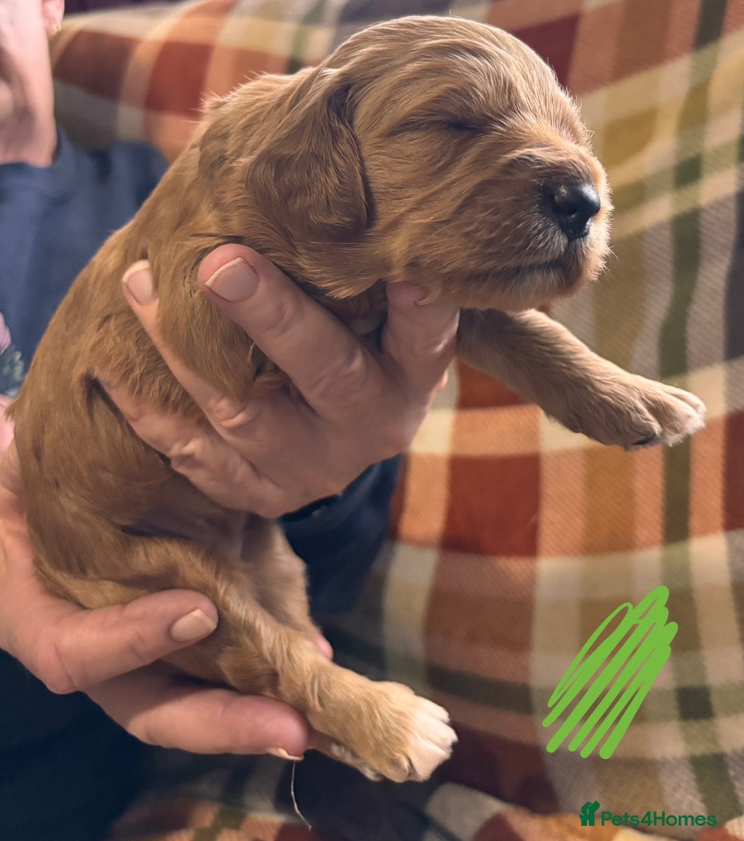 Mini Goldendoodle dogs for sale: ✨Stunning Red/Bronze Golden Doodle Pups ✨ - Advert 6