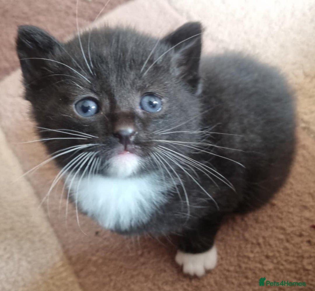 Mixed Breed cats for sale: 🐈‍⬛❤️1x kitten ready for her forever home❤️🐈‍⬛ - Image 3