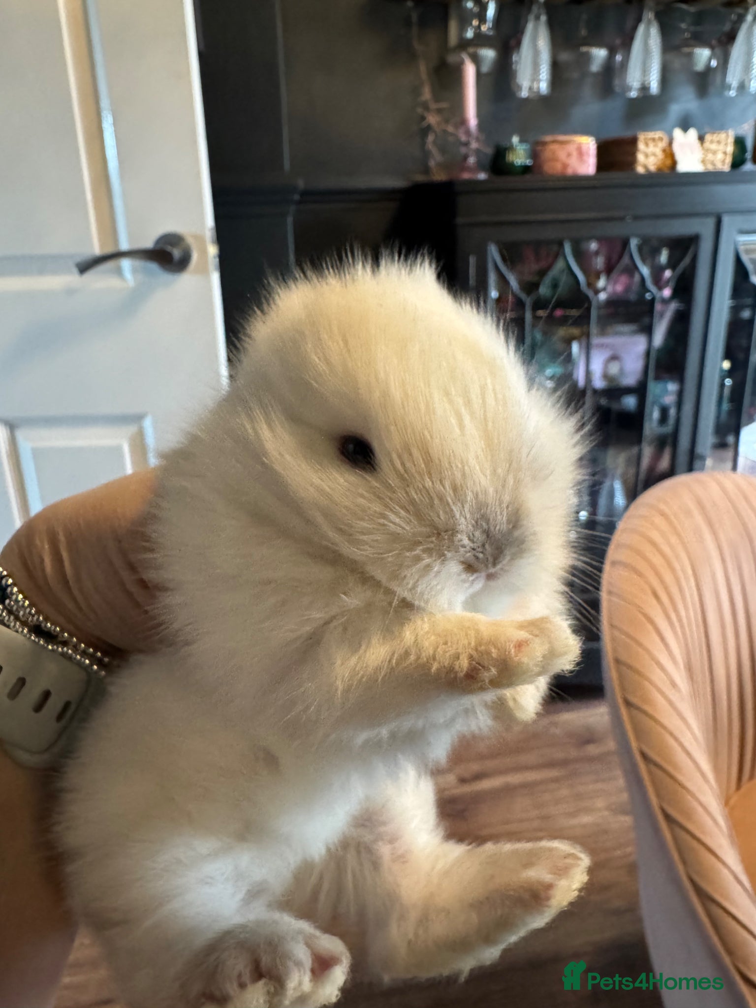 Lionhead rabbits Gorgeous baby mini lops and lionheads  for sale  - Advert 2