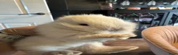 Lionhead rabbits for sale: Gorgeous baby mini lops and lionheads  for sale  - Advert 2