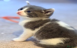 British Shorthair cats for sale: 🐾Turkish Angora × British Blue Kittens Ready Soon - Image 25