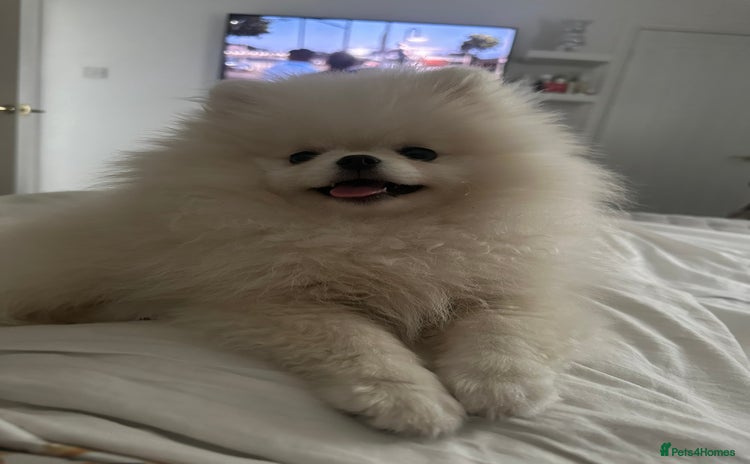 Pomeranian dogs - Advert 2