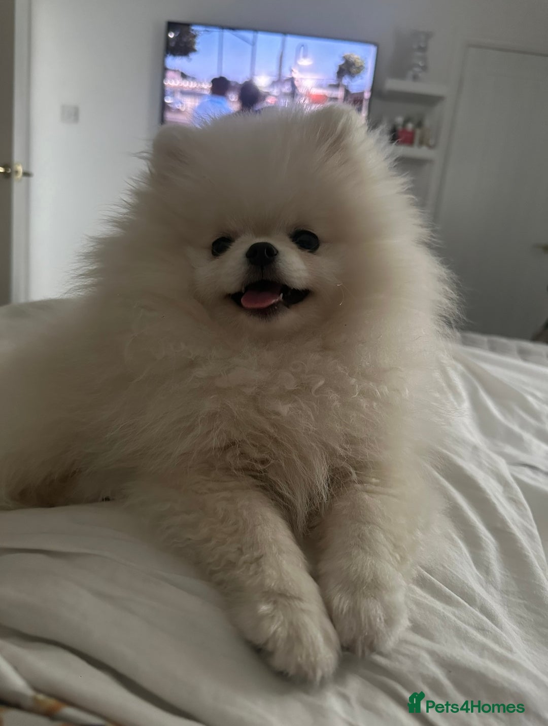 Pomeranian dogs for sale: Outstanding bloodline KC reg puppies due OCT - Image 1