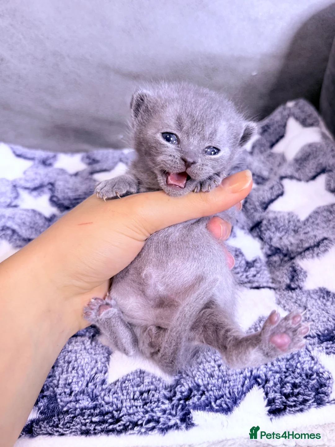 British Shorthair cats for sale: 100% Pure Pedigree Champion line Bsh Reg. Kittens - Advert 21