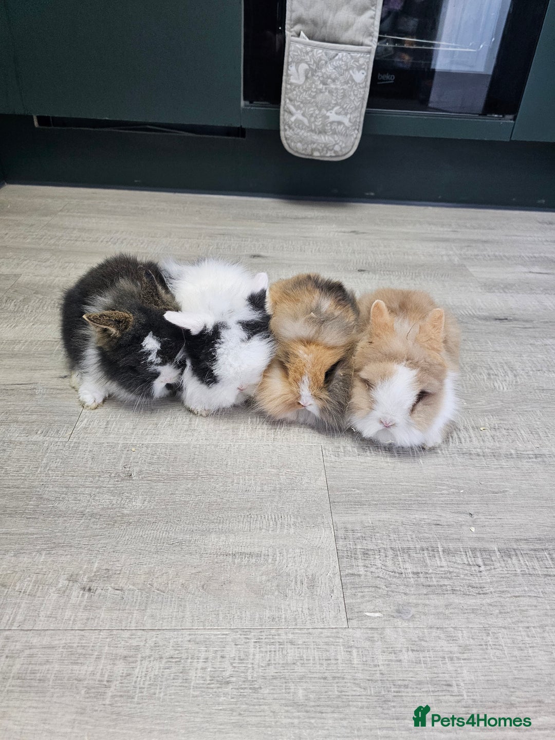 Lionhead rabbits for sale: Mini Lionhead Rabbits for Sale - Advert 4