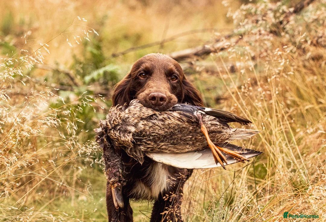 Cocker Spaniel dogs for stud: Cocker spaniel for stud extensively health tested  in Shrewsbury - Advert 20