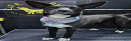 Mixed Breed dogs for adoption: Buddy - Advert 14
