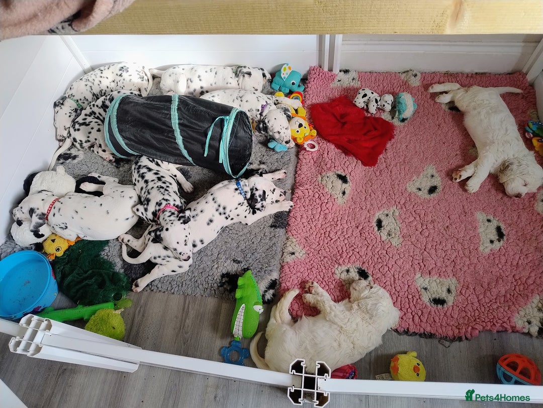 Clumber Spaniel dogs for sale: Pedigree KC Clumber Spaniel Puppies - Advert 24