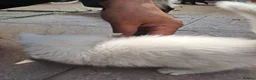 Turkish Van cats for sale: 6 Beautiful Kittens Looking for Loving Homes 🐾 - Advert 12