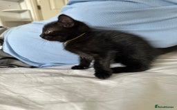 Domestic Shorthair cats for sale: For Sale! Three black cute and lovely kittens  - Image 6