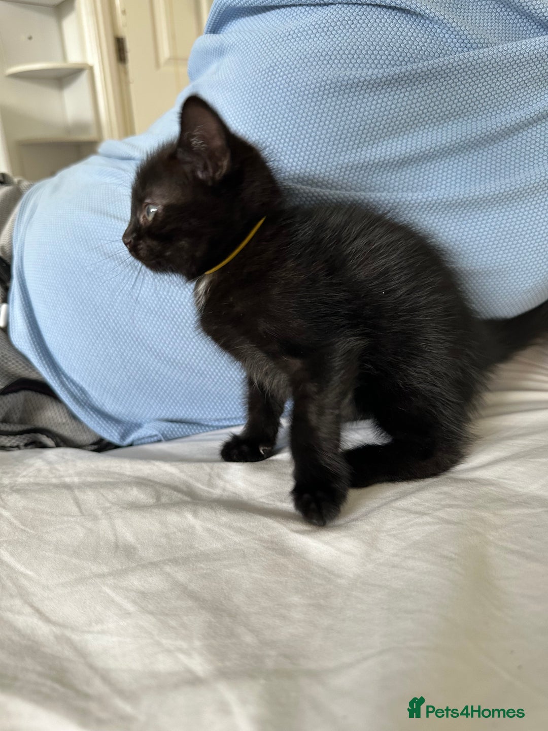 Domestic Shorthair cats for sale: For Sale! Three black cute and lovely kittens  - Image 6