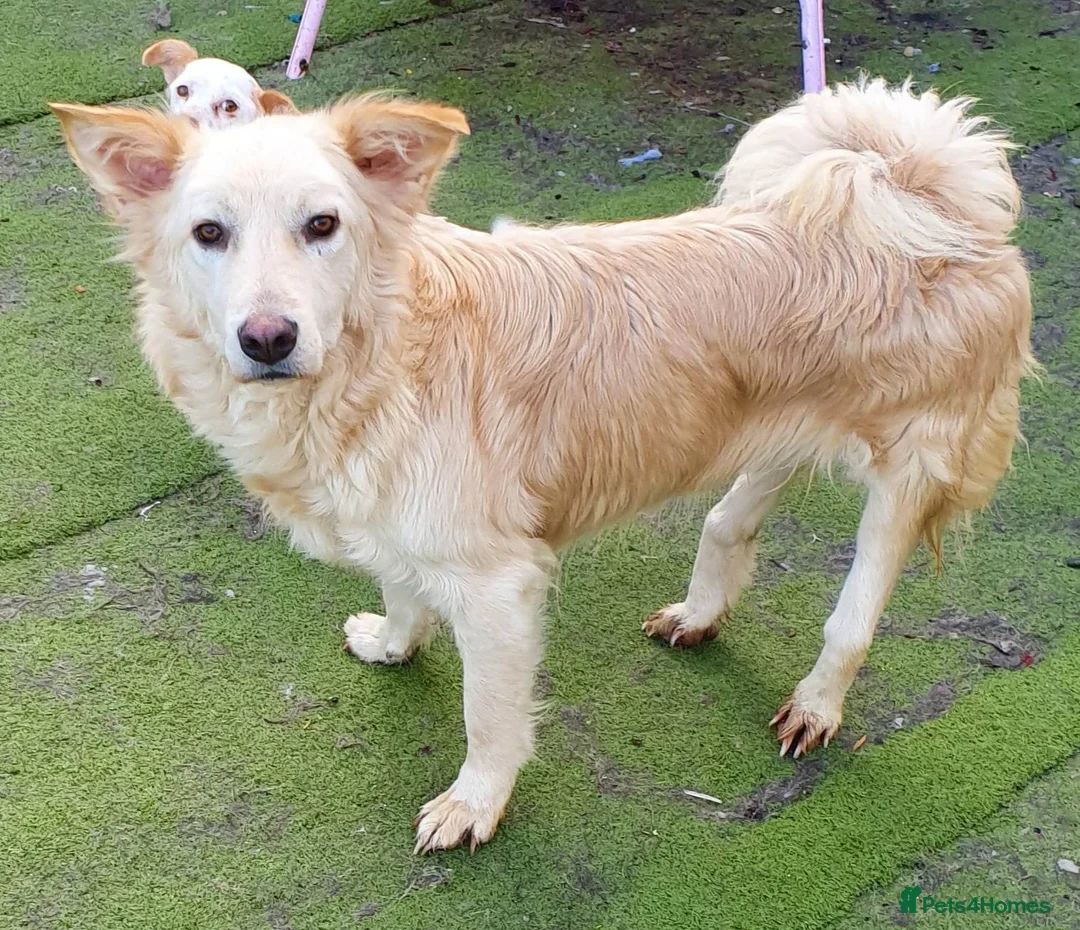 Mixed Breed dogs for adoption: Travis is looking for his perfect family x in Ayr - Advert 6
