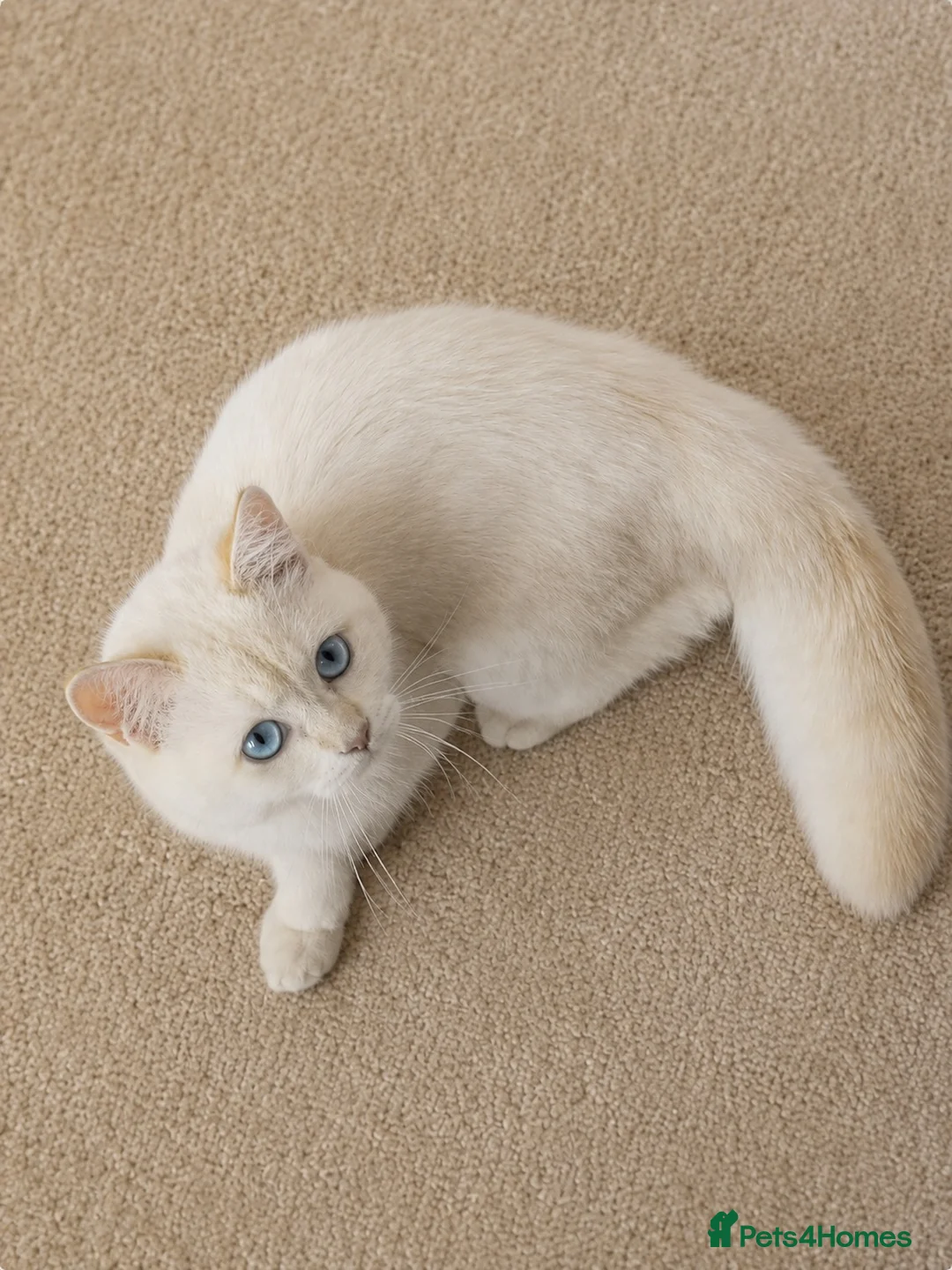 Scottish Fold cats for sale: Scottish Straight Chinchilla male  - Advert 2
