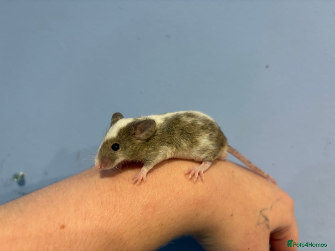 Mouse rodents for sale: Fancy Male Mouse  - Image 2