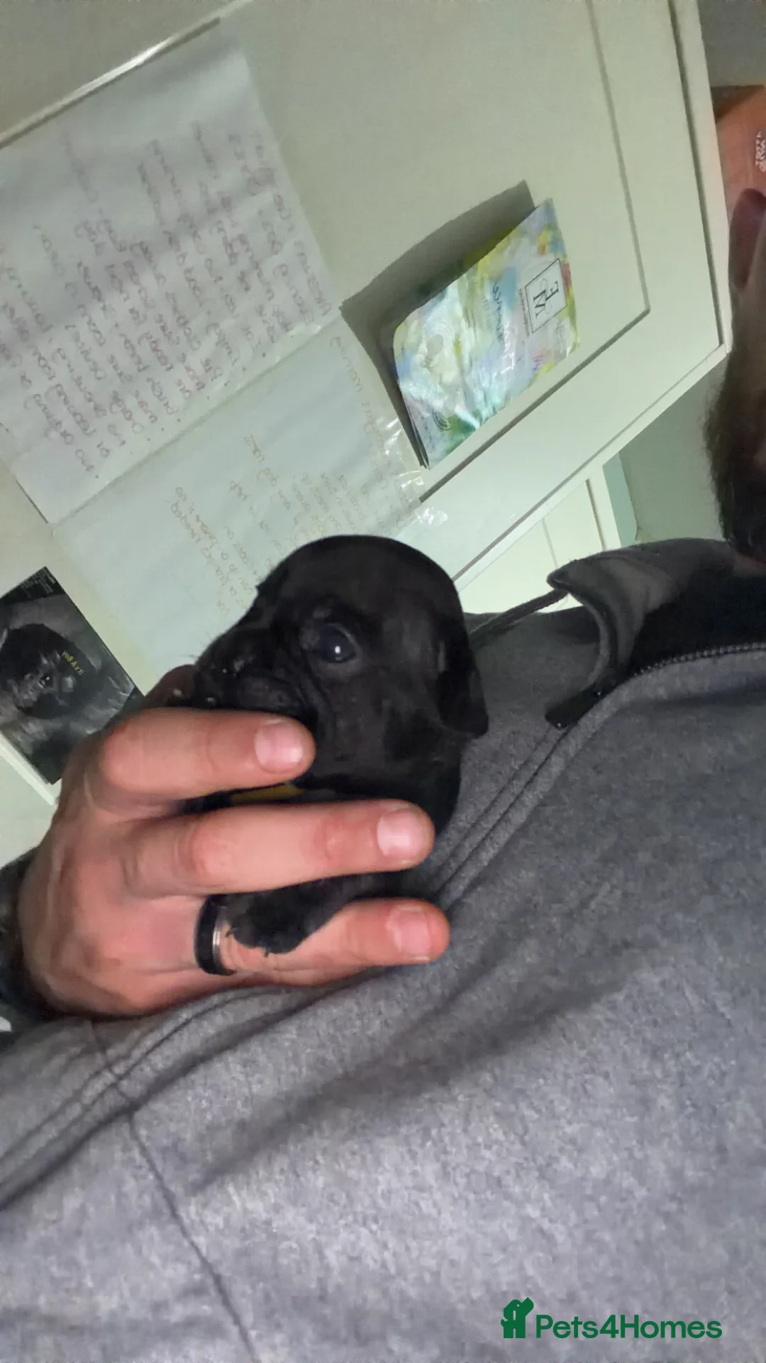 French Bulldog dogs for sale: French bulldog puppies for forever home!! - Advert 2