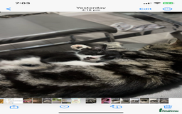 Mixed Breed cats for sale: Three beautiful kittens  - Image 5