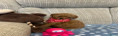 Poochon 3
