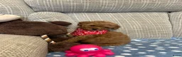Poochon dogs for sale: Adorable Poochon puppies for sale  - Advert 14