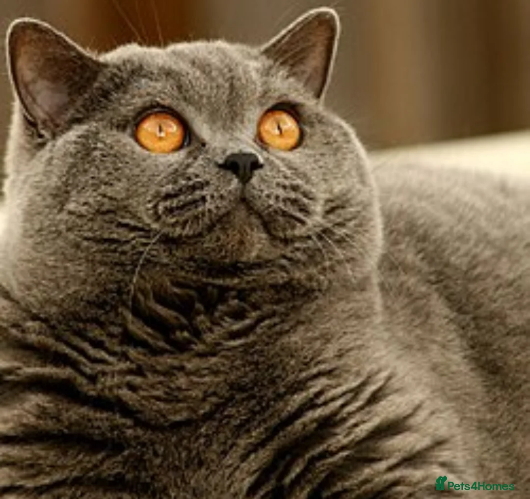British Shorthair cats for sale: Seeking British shorthair male  - Advert 1