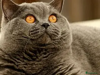 British Shorthair cats Seeking British shorthair male - Advert 1