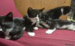 Mixed Breed cats for sale: 6 kittens - Image 13