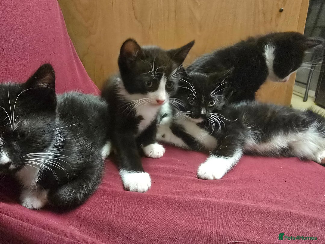Mixed Breed cats for sale: 6 kittens - Image 13
