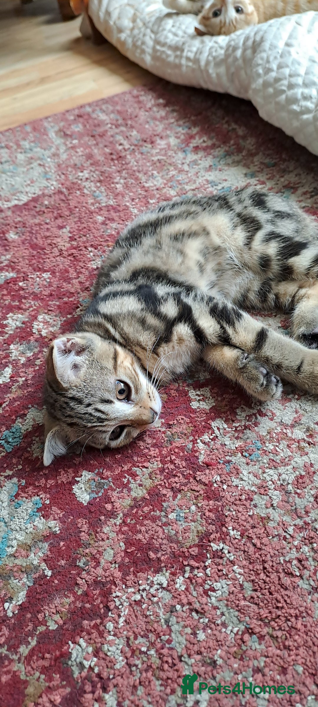 Scottish Fold cats for sale: Beautiful kittens ready for forever loving homes  - Image 17