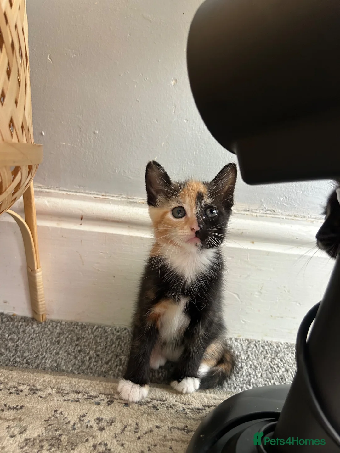 Mixed Breed cats for sale: 2 female kittens available  - Advert 2