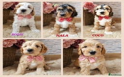 Goldendoodle dogs for stud: HIP0/0 ELBOW 0/0! 100% AUSTRALAIN LABRADOODLE - Image 28