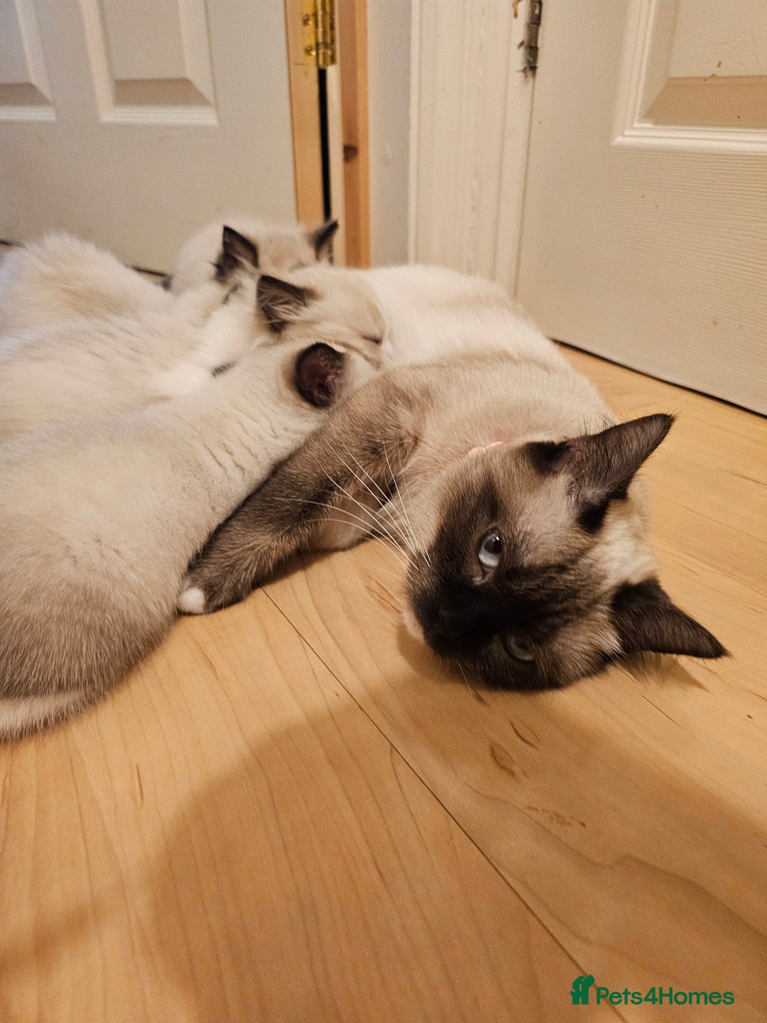 Ragdoll cats for sale: Three Ragdoll kittens - Image 12