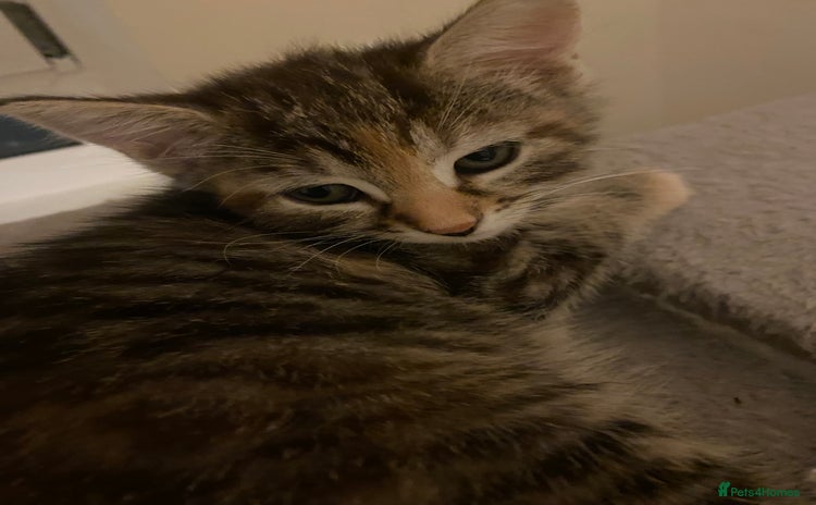 Domestic Shorthair cats - Advert 2