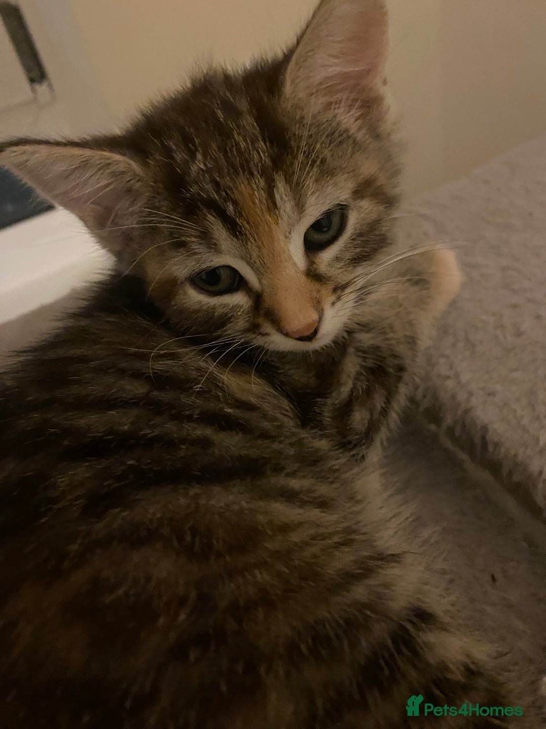 Domestic Shorthair cats for sale: 3 females looking home  - Image 1