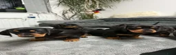 Miniature Dachshund dogs for sale: Miniature short haired Dachshund Puppy’s - Advert 4