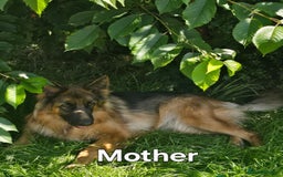 German Shepherd dogs for sale: German Shepherd puppy  - Image 5