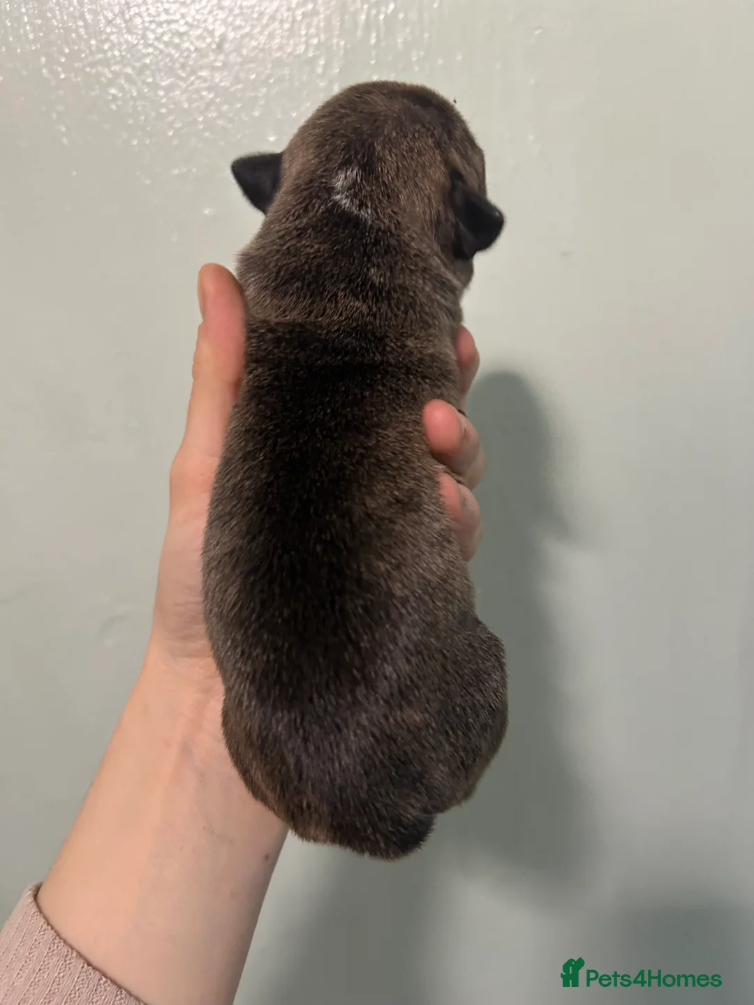 Staffordshire Bull Terrier dogs for sale: Staffordshire bull terrier puppies  - Advert 3